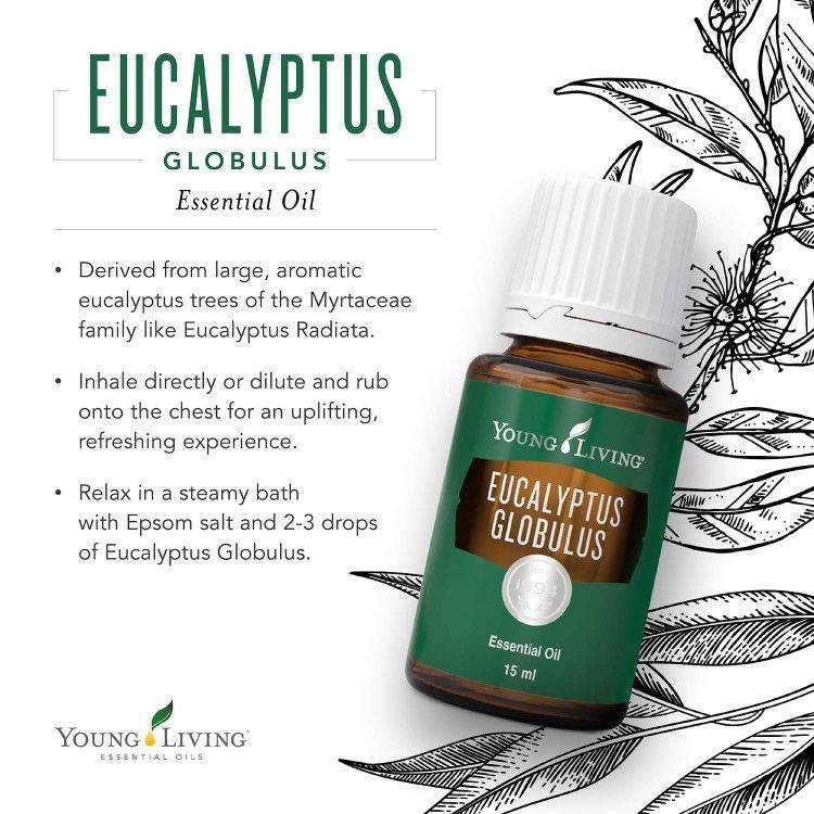 Eucalyptus Globulus Essential Oil 15ml